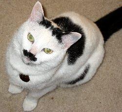 65682_funneh_cat.jpg