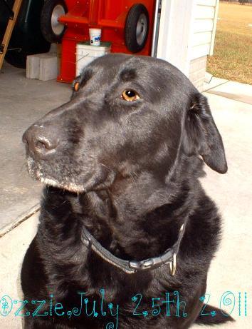 65682_oswaldddog-1.jpg