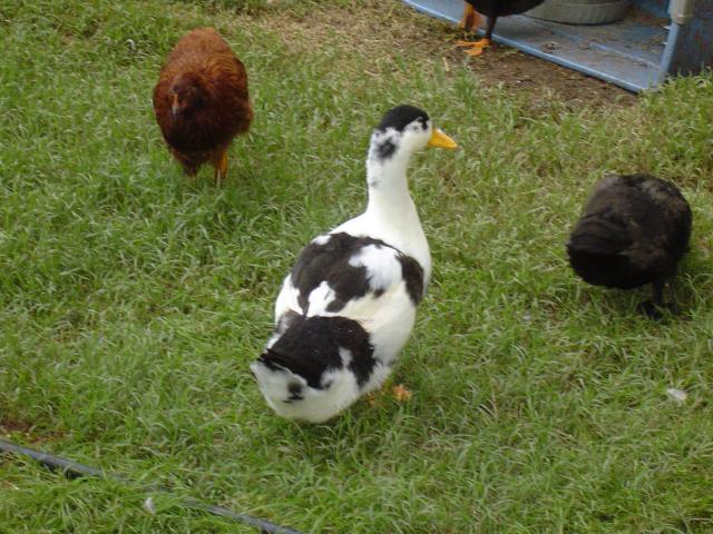 6568_duck.jpg