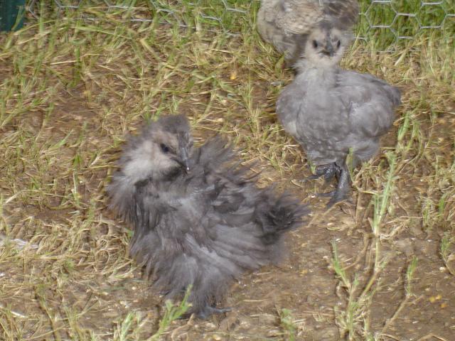 6568_frizzle_n_sizzle.jpg
