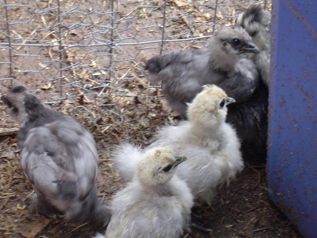 6568_sizzle_frizzle_babes_2.jpg