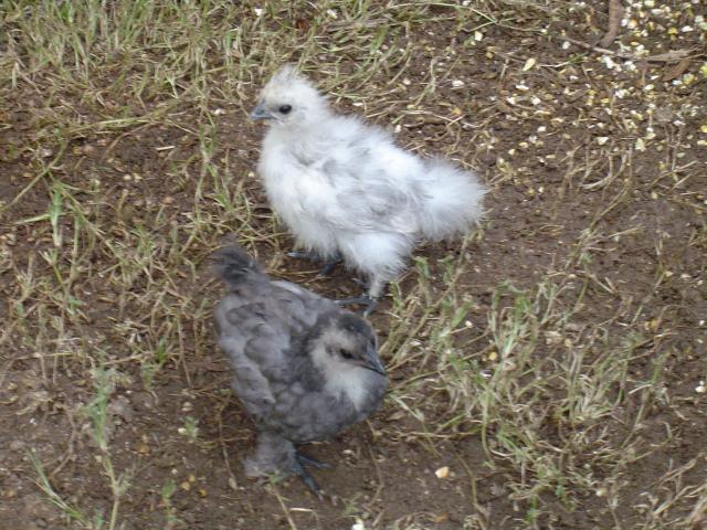 6568_sizzle_n_silkie.jpg