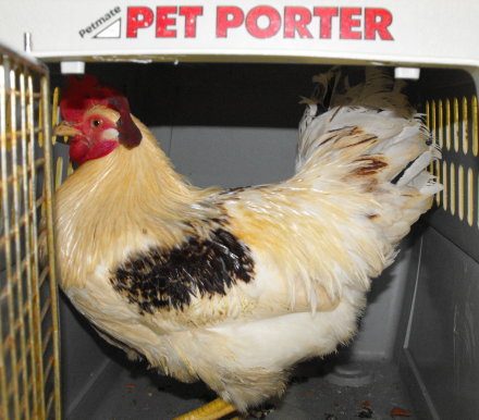 65705_myfoundrooster.jpg