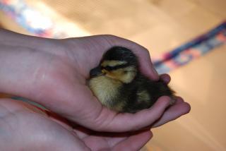 65741_abc_fourth_and_fifth_ducklings_day_2_018.jpg