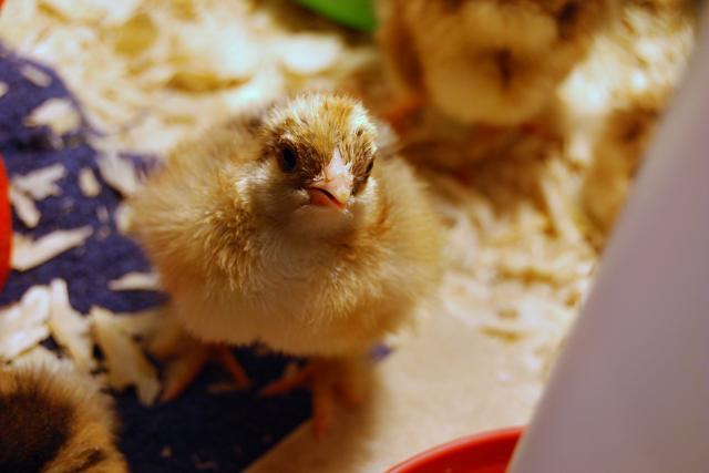 65741_brahma_sussex_wyandotte_chicks_2_days_042.jpg