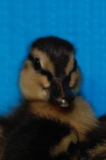 65741_ducklings_batch_3_day_3_043.jpg