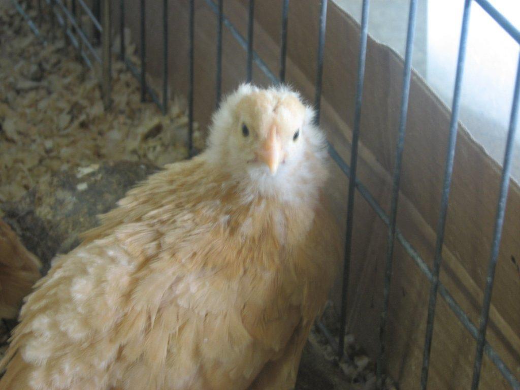 Buff Orpington chicks 5 weeks old what gender? (pics) BackYard Chickens