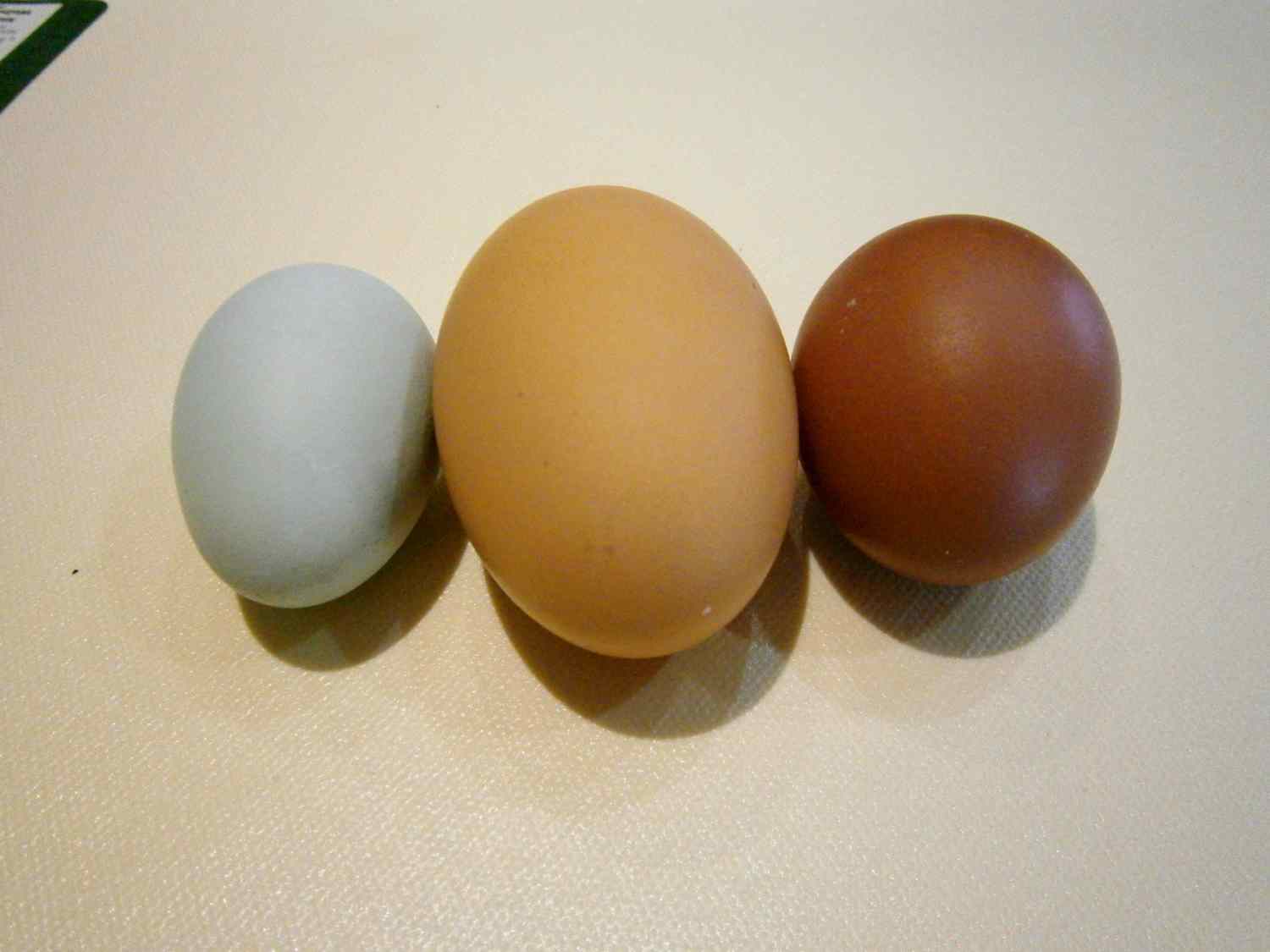 65859_eggs2.jpg