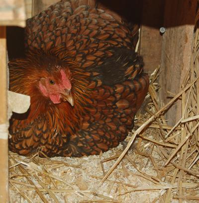 65908_broody_clem.jpg