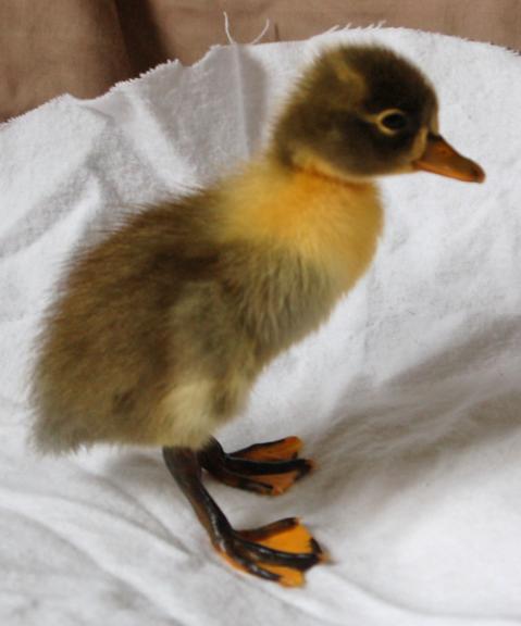 65908_first_duck.jpg