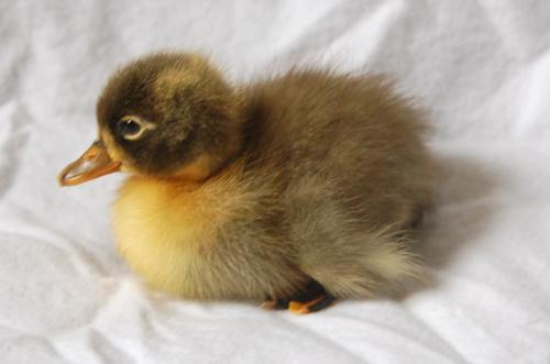 65908_first_duck2.jpg
