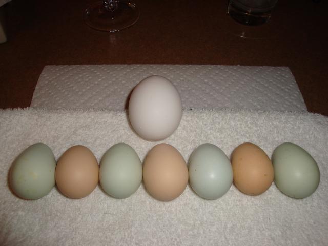 65913_chicken_eggs_003.jpg