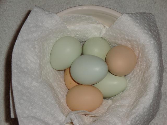 65913_chicken_eggs_014.jpg