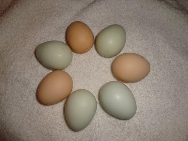 65913_chicken_eggs_05.jpg