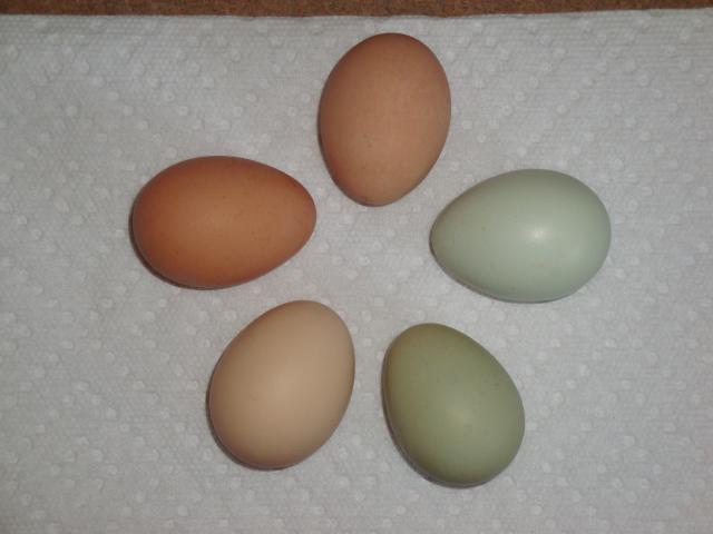 65913_chicken_eggs_075.jpg