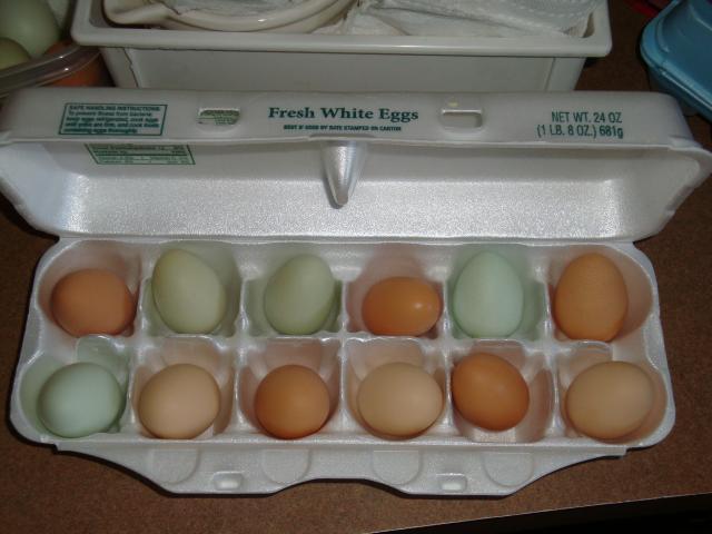 65913_chicken_eggs_079.jpg