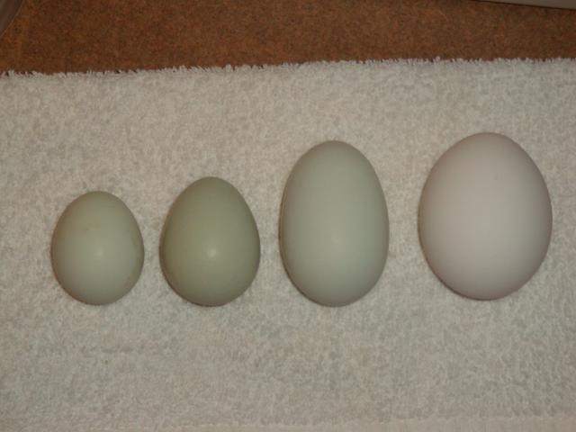 65913_chicken_eggs_102.jpg