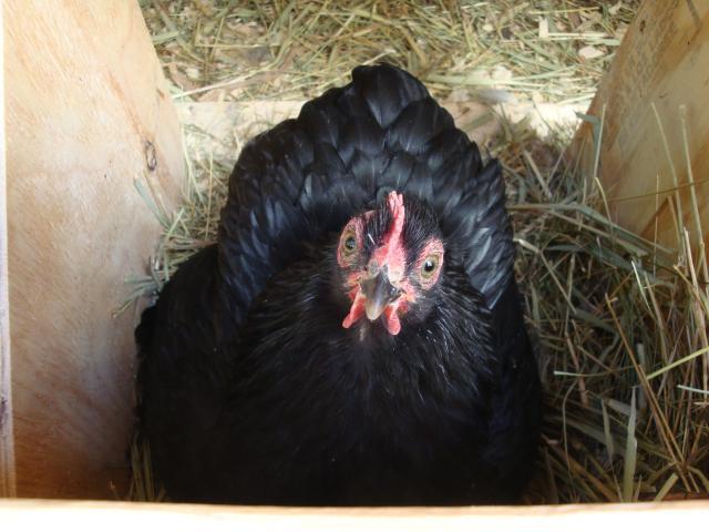 65913_chickens_105.jpg