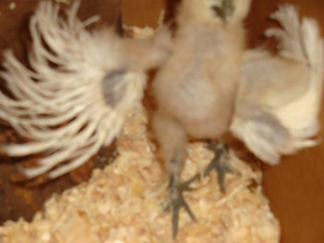 65913_chickens_111.jpg