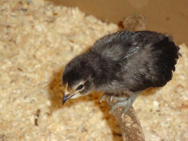 65913_chickens_2_weeks_005.jpg