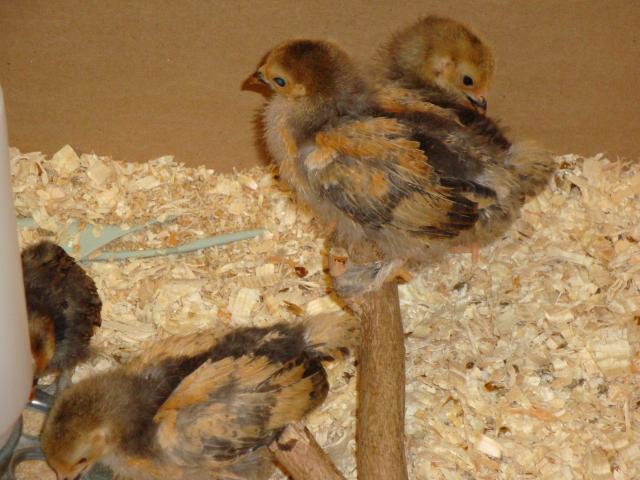 65913_chickens_2_weeks_012.jpg