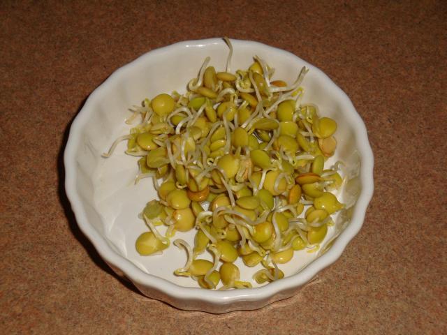65913_sprouts_002.jpg
