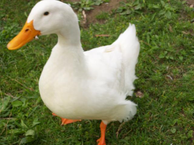 65922_100_7957.jpg