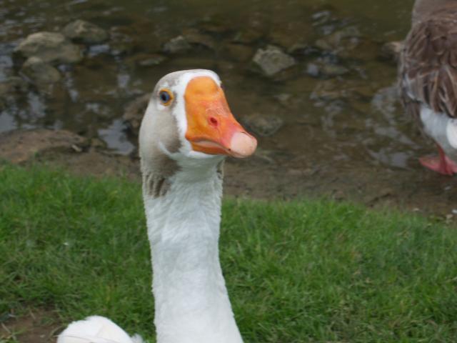 65922_100_8000.jpg