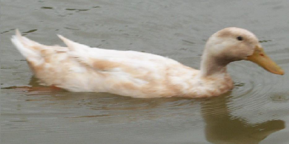 65922_100_8068.jpg