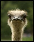 65922_emu.jpg