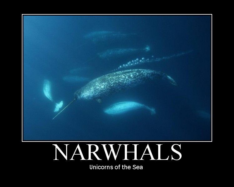 65922_narwhals.jpg