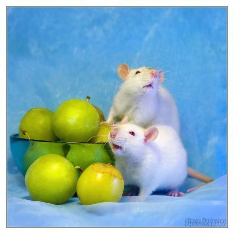 65922_rats.jpg