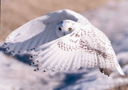 65922_snowy_owl.jpg