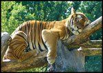 65922_tiger.jpg