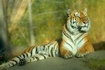 65922_tiger_by_dzaninov.jpg
