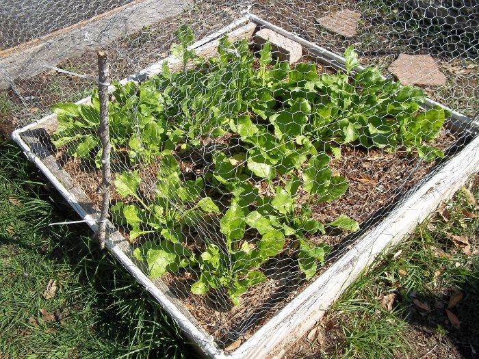 65925_spinachbeet.jpg