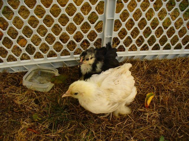 65929_chickens_003.jpg