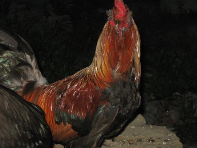 65949_007.jpg