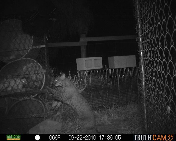 65971_bobcat.jpg