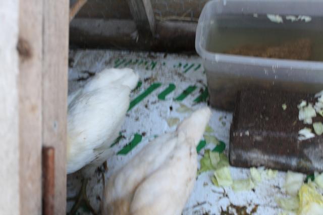 66006_img_0121.jpg