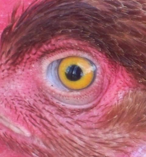66032_chickens3_036.jpg