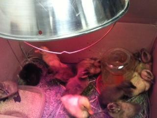 6603_ducklings_3.jpg