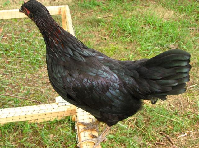 Black Sex Link Bantam Backyard Chickens Learn How To Raise Chickens