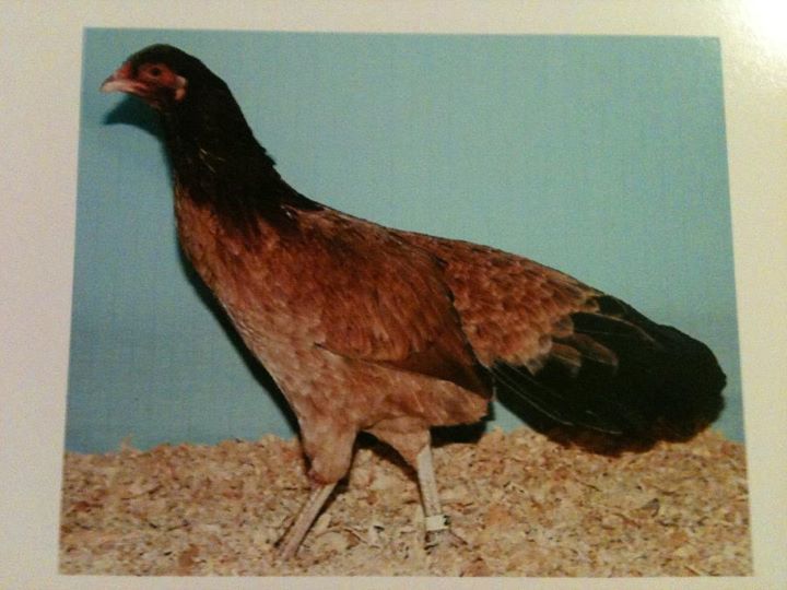 66074_2010_pullet_with_29.jpg