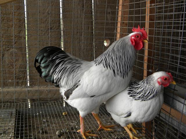 66074_chickens_11-22-10_035.jpg