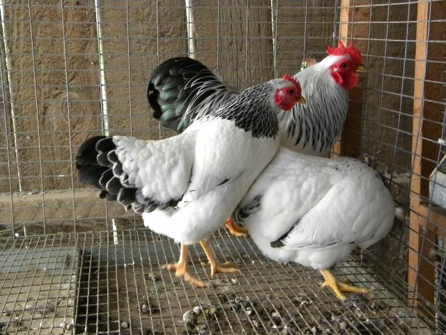 66074_chickens_11-22-10_036.jpg