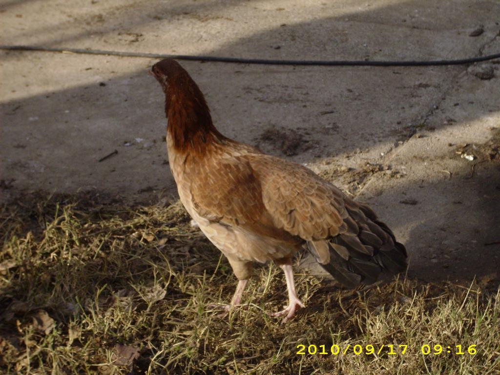 66074_dsci0109.jpg