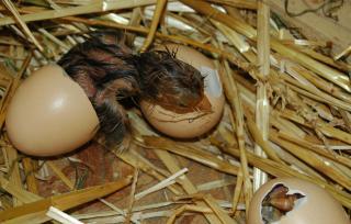 66082_august_22_2010_birth_of_chick.jpg
