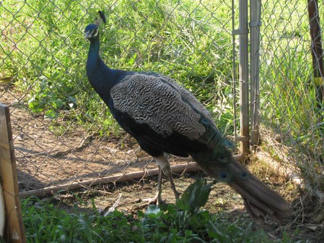 66085_peacockmale.jpg