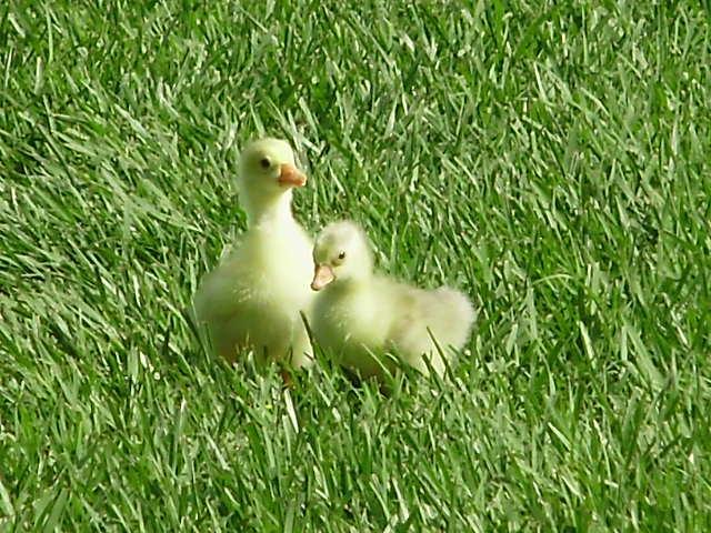 6612_2_baby_gosling.jpg